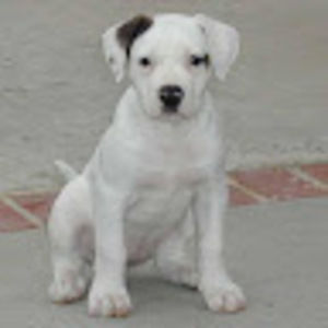 Meet your Posher, K9sportchick